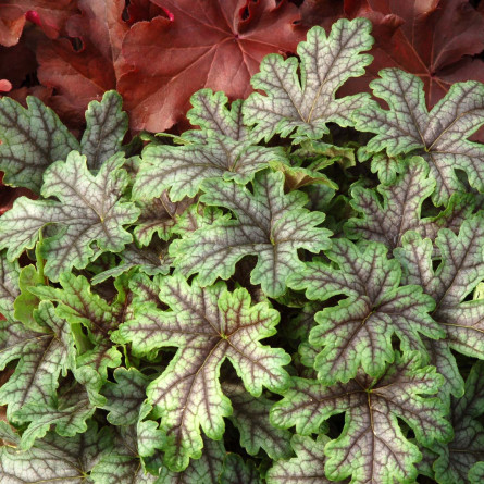 Heuchera tapastri in vitro (Гейхера тапастри )