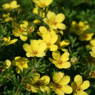 Лапчатка "Кобольд"  ( Potentilla Kobold )