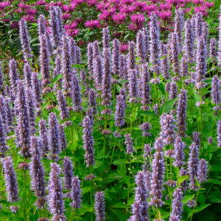Лофант "Blue Fortune" Agastache "Blue Fortune"  