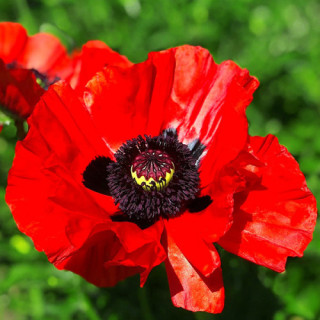 Мак східний "Beauty of Livermere"