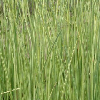 Очерет озерний "Albescens"  ( Scirpus lacustris 'Albescens' )