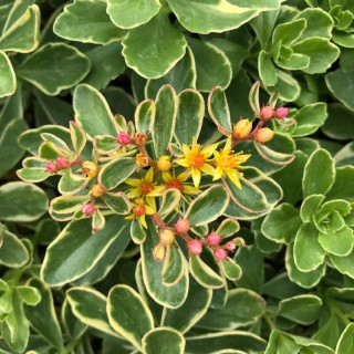 Седум/Очиток камчатский вариегатный  (Sedum spurium 'Variegatum'  )