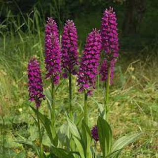 Пальчатокорінник  (Dactylorhiza purpurella )