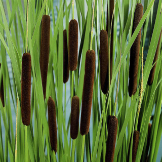Рогіз вузьколистий  (Typha angustifolia )