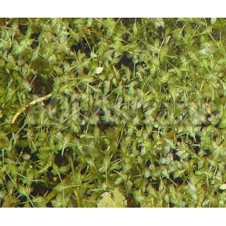 Ряска трёхдольная  (Lemna trisulca )