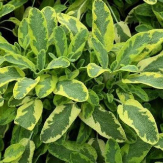 Шавлія "Icterina" (Salvia officinalis "Icterina")
