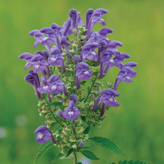 Шлемник седой (Scutellaria incana  )