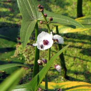 Стрілолист звичайний (Sagittaria sagittifolia)