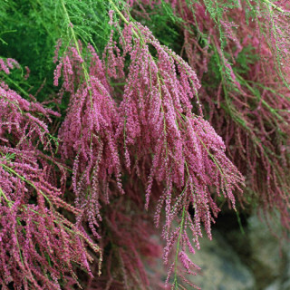 Tamarix remosissima