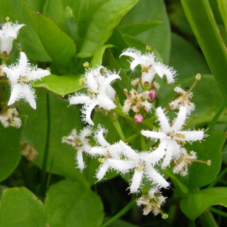 Вахта трьохлистова (Menyanthes trifoliata) 