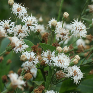 Вернонія "White Lightning"   ( Vernonia novebor. 'White Lightning')