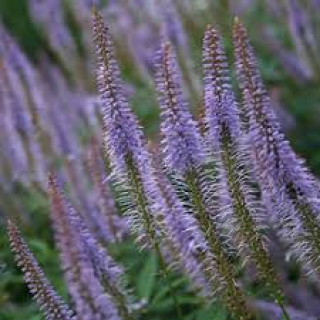 Веронікаструм "Apollo"   (  Veronicastrum virg. 'Apollo')