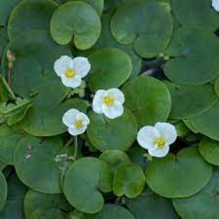 Водокрас лягушачий  (Hydrocharis morsus-ranae )