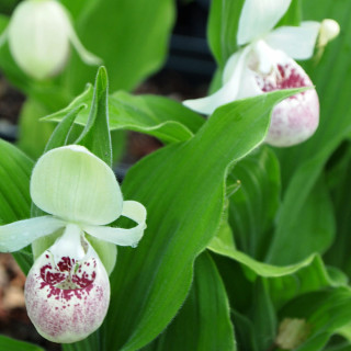 Ципріпедіум  (Cypripedium reginae x kentu )