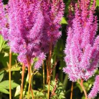 Астильба китайська 'Purpurkerze' (Astilbe chinensis 'Purpurkerze')