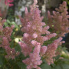 (Астильба  'Nikki') Astilbe (A) 'Nikki' 