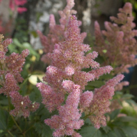 (Астильба  'Nikki') Astilbe (A) 'Nikki' 