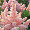 (Астильба  'Nikki') Astilbe (A) 'Nikki' 