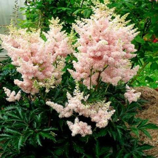 Астильба 'Sister Theresa' (Astilbe x arendsii 'Sister Theresa')