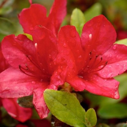 Азалія (Azalea)