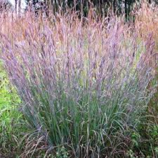 Бородач Жерарда (Andropogon gerardii) 