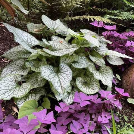 Бруннера Brunnera macrophylla "Jack Frost"