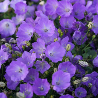 Дзвоники карпатські  'Blaue Clips' (Campanula car. 'Blaue Clips')