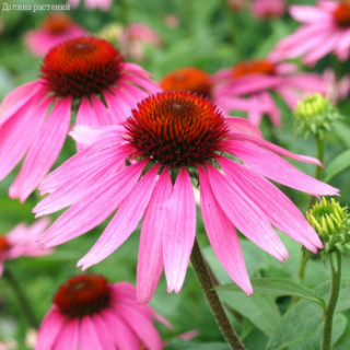 Ехінацея пурпурна (Echinacea purpurea)