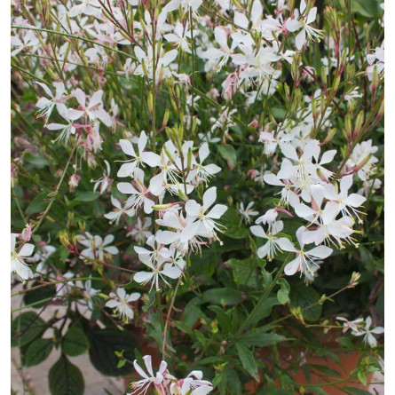 Гаура ліндхаймера (Gaura lindheimeri))