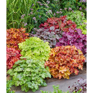Heuchera spesies (гейхера в асортименті)