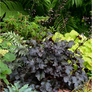 Гейхера Блек Пьорл in vitro (Heuchera "Black Pearl")