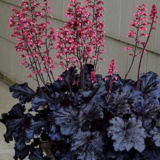 Heuchera "Black taffeta" (Гейхера Блек Таффета)