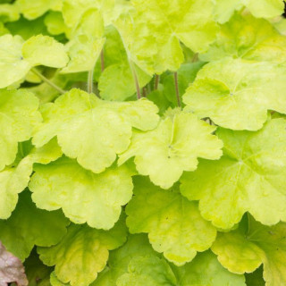 Heuchera "Romano" (Гейхера Романо)