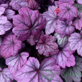 Гейхера "Шугар Плам" ( Heuchera "Sugar Plum"  )