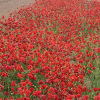 Гравілат Blazing Sunset' (Geum 'Blazing Sunset' )