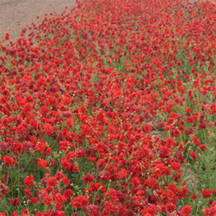 Гравілат Blazing Sunset' (Geum 'Blazing Sunset' )
