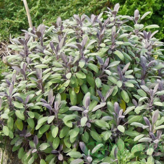 Шавлія лікарська 'Purpurascens' (Salvia officinalis 'Purpurascens')