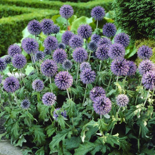 Головатень озброєний 'Blue Globe' (Echinops bannaticus 'Blue Globe')