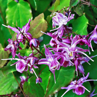 Горянка перистая (Epimedium pinnatum )