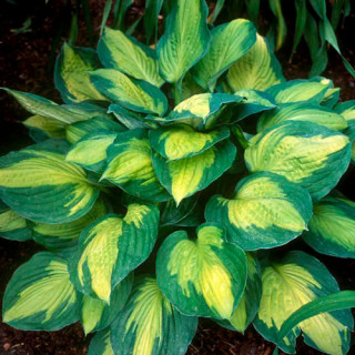 Хоста 'Captain Kirk' (Hosta 'Captain Kirk')