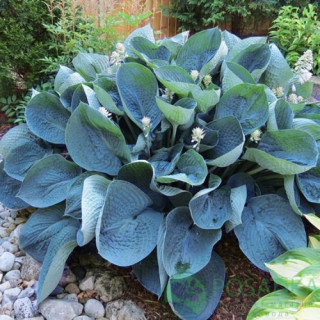 Хоста гібридна 'Drinking Gourd' (Hosta 'Drinking Gourd')