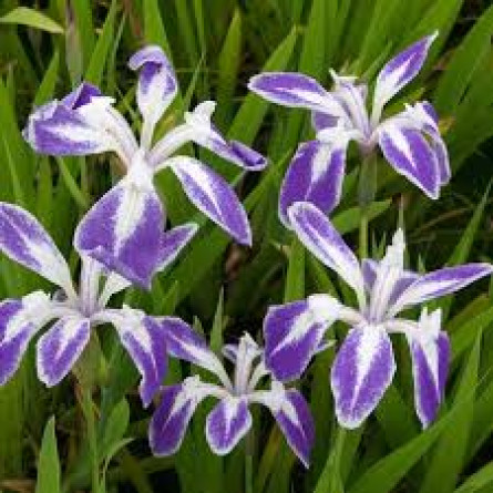 Ірис гладкий 'Mottled Beauty' (Iris leavigata 'Mottled Beauty')