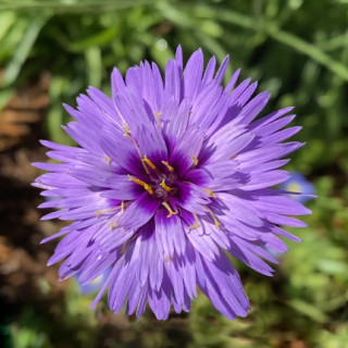 Катананхе блакитна (Catananche caerulea)