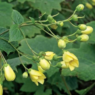 Кіренгешома корейська (Kirengeshoma koreana)