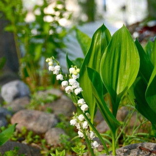 Конвалія травнева 'Plena' (Convallaria majalis 'Plena')