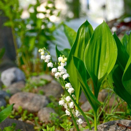 Конвалія травнева 'Plena' (Convallaria majalis 'Plena')