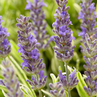 Лаванда вузьколиста Платинум Блонд (Lavendula ang. "Platinum Blonde")