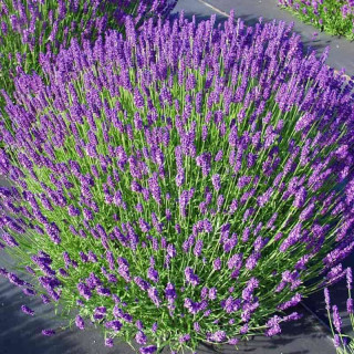 Лаванда розмаринолиста (Lavandula)