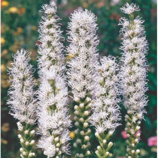 Ліатріс колосковий 'Alba' (Liatris spicata 'Alba')