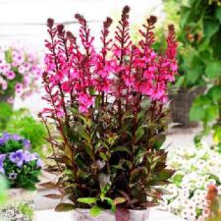 Лобелія прекрасна 'Russian Princess' (Lobelia speciosa 'Russian Princess')